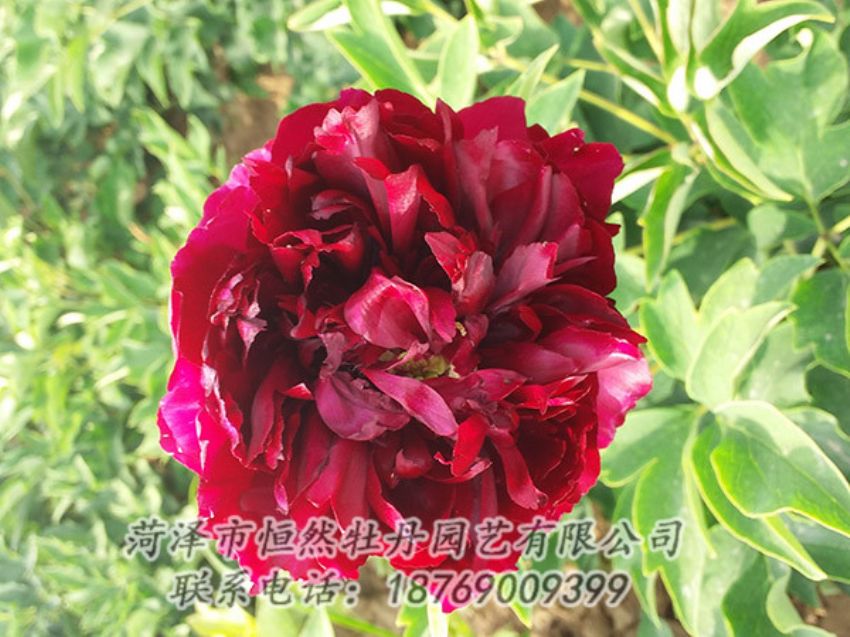 點(diǎn)擊查看詳細(xì)信息<br>標(biāo)題：紅色牡丹 閱讀次數(shù)：1026