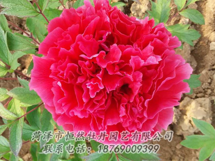 點(diǎn)擊查看詳細(xì)信息<br>標(biāo)題：紅色牡丹 閱讀次數(shù)：1143