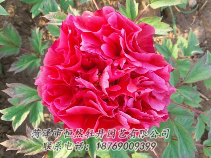 點(diǎn)擊查看詳細(xì)信息<br>標(biāo)題：紅色牡丹 閱讀次數(shù)：1975