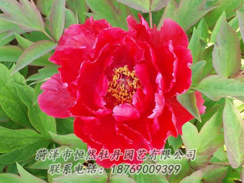 點(diǎn)擊查看詳細(xì)信息<br>標(biāo)題：紅色牡丹 閱讀次數(shù)：1182