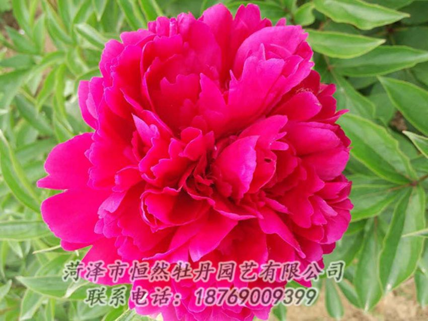 點(diǎn)擊查看詳細(xì)信息<br>標(biāo)題：紅色芍藥 閱讀次數(shù)：1049