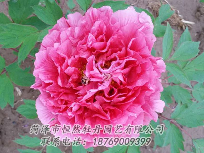 點(diǎn)擊查看詳細(xì)信息<br>標(biāo)題：紅色牡丹 閱讀次數(shù)：2044
