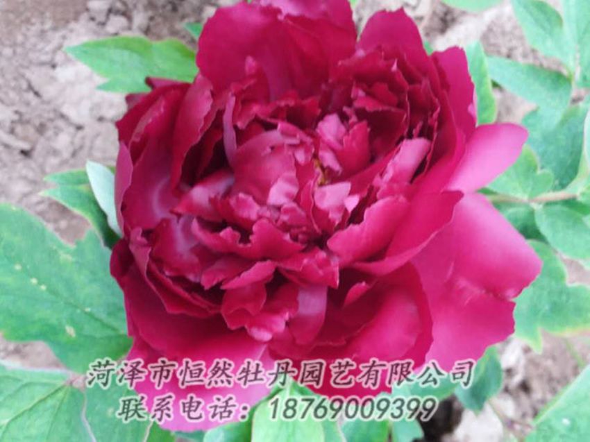 點(diǎn)擊查看詳細(xì)信息<br>標(biāo)題：紅色牡丹 閱讀次數(shù)：1380