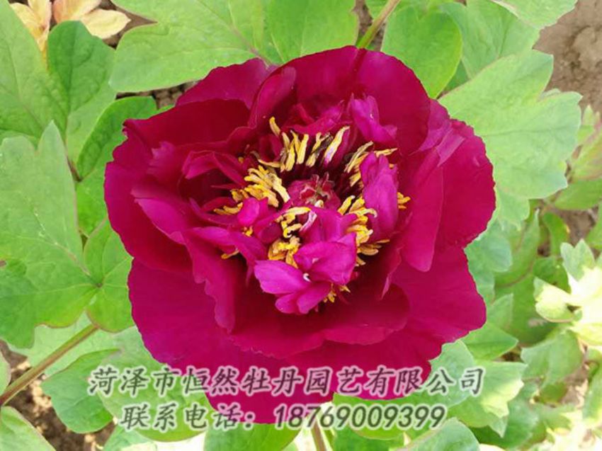 點(diǎn)擊查看詳細(xì)信息<br>標(biāo)題：紅色牡丹 閱讀次數(shù)：1945