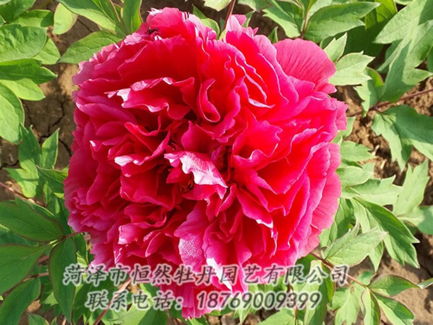 點(diǎn)擊查看詳細(xì)信息<br>標(biāo)題：紅色牡丹 閱讀次數(shù)：1338