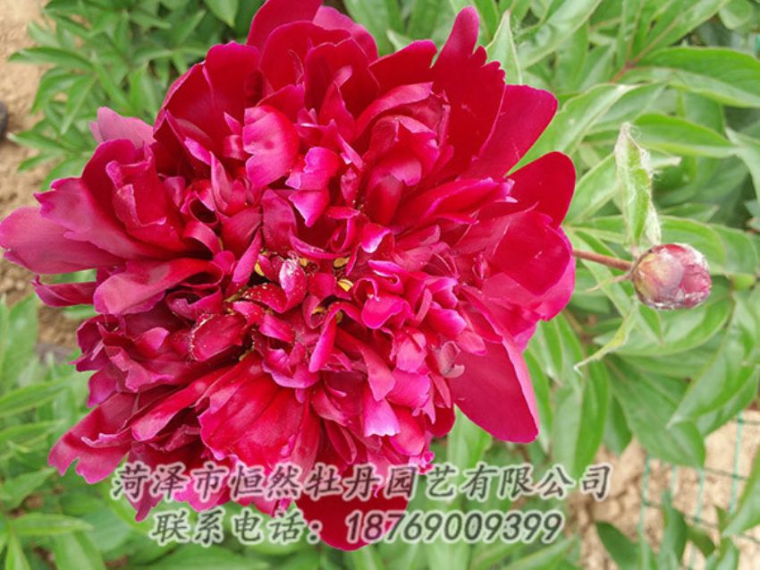 點(diǎn)擊查看詳細(xì)信息<br>標(biāo)題：紅色芍藥 閱讀次數(shù)：1087