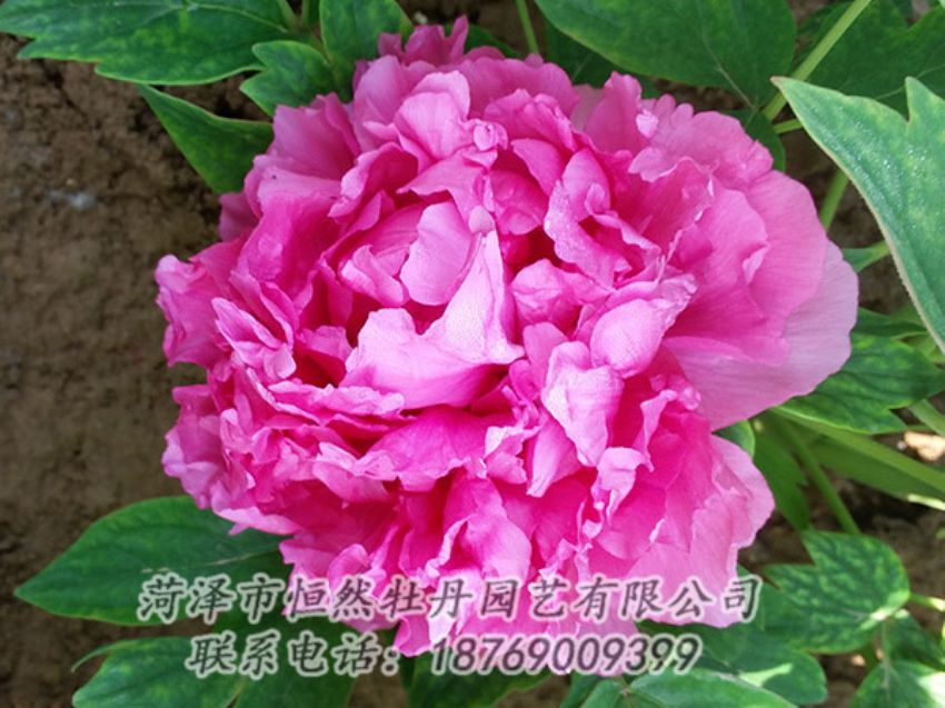 點(diǎn)擊查看詳細(xì)信息<br>標(biāo)題：紅色牡丹 閱讀次數(shù)：2169