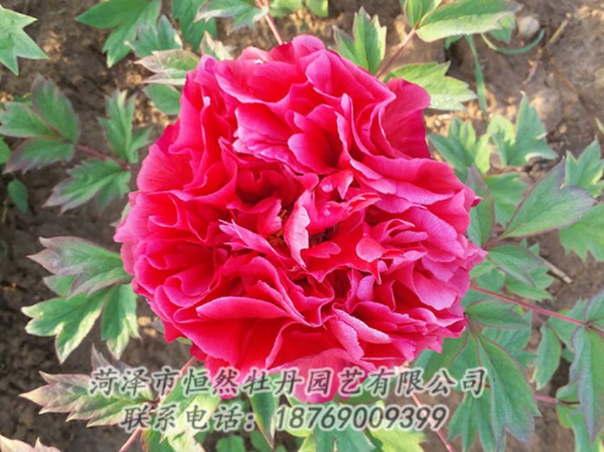 點(diǎn)擊查看詳細(xì)信息<br>標(biāo)題：紅色牡丹 閱讀次數(shù)：1324