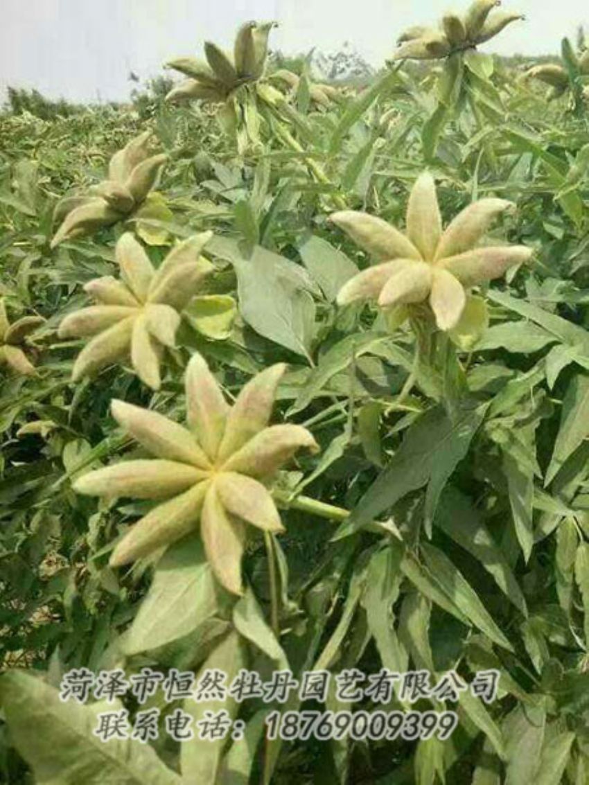 點擊查看詳細信息<br>標題：油用牡丹 閱讀次數(shù)：1291