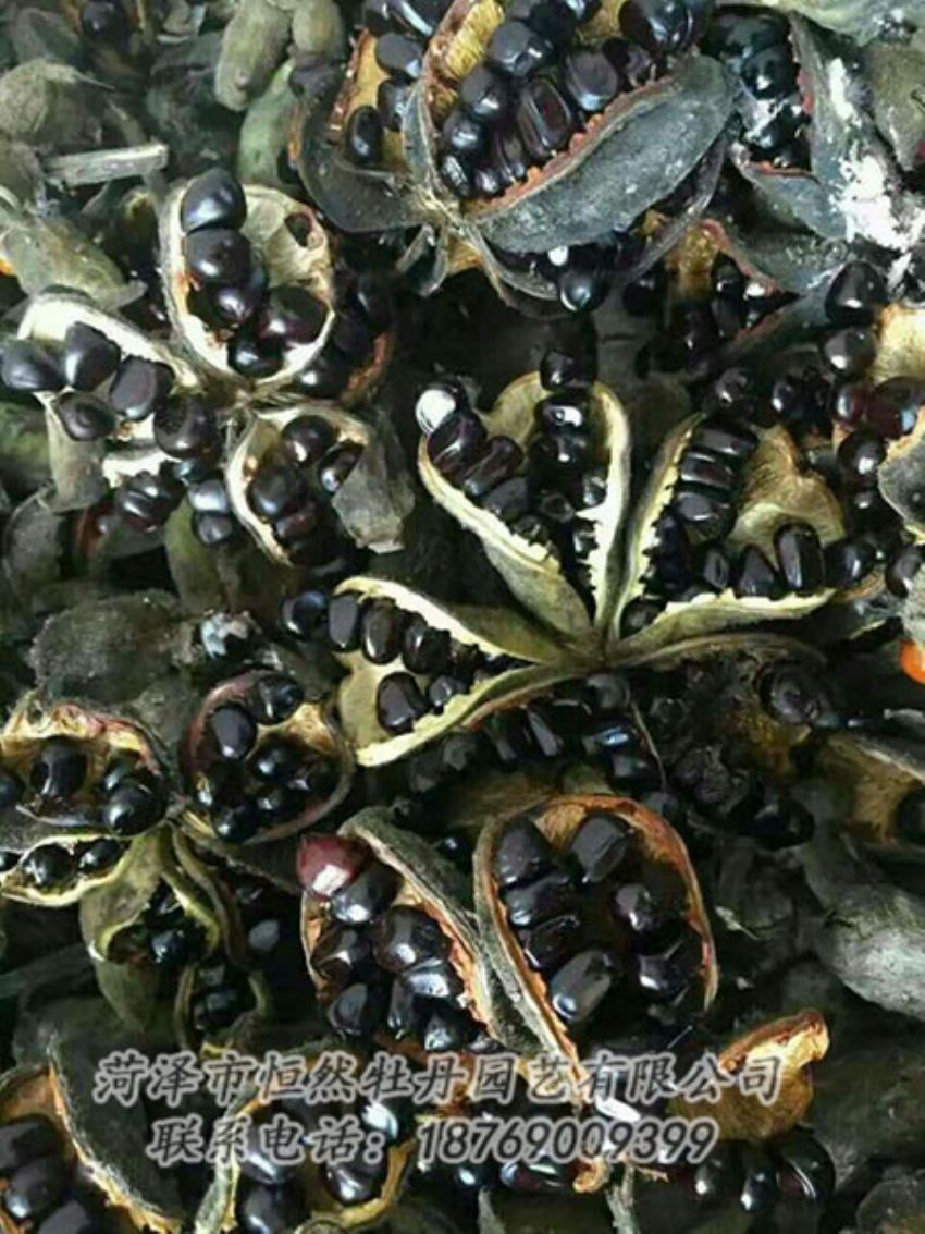 點擊查看詳細信息<br>標題：油用牡丹 閱讀次數(shù)：1340