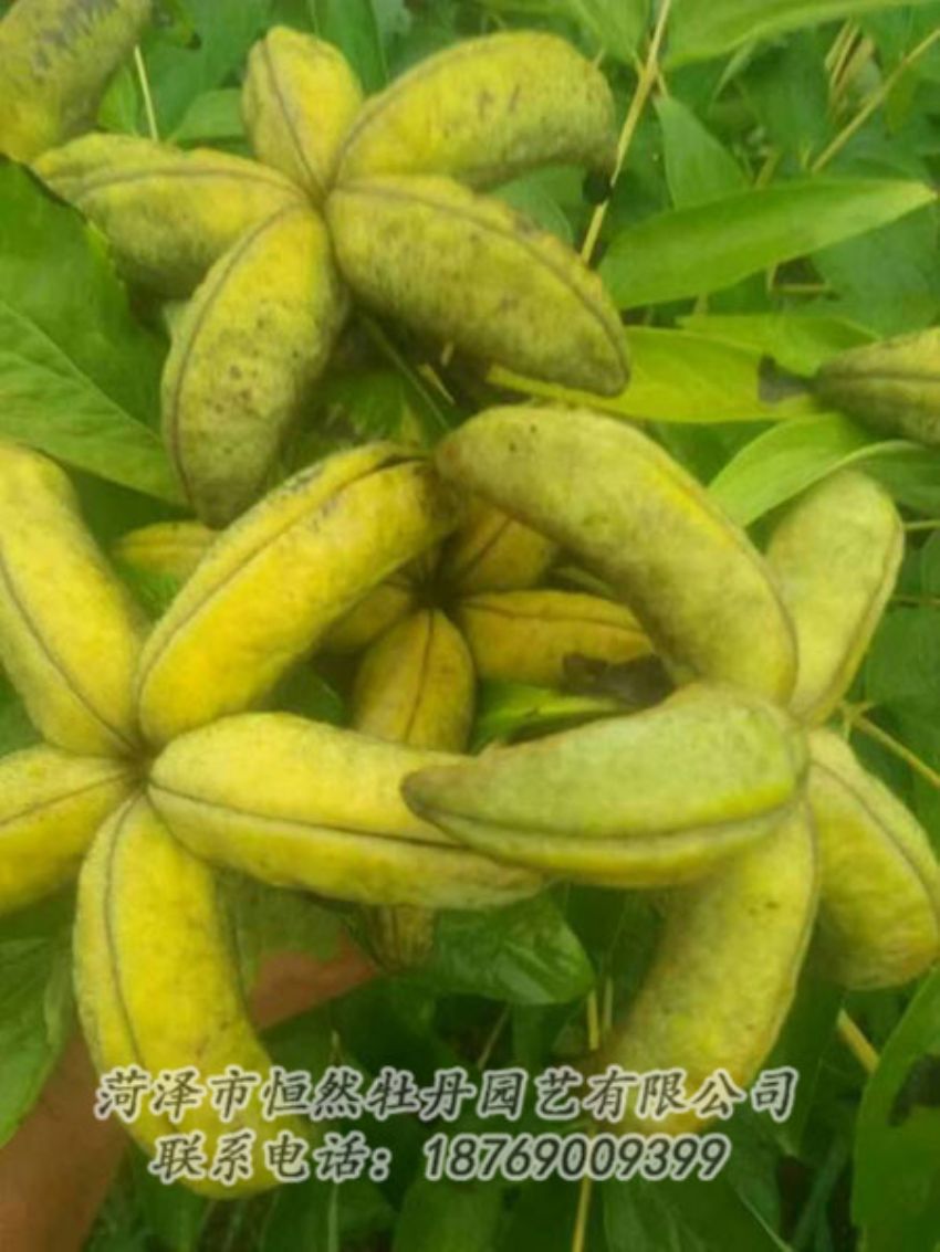 點擊查看詳細信息<br>標題：油用牡丹 閱讀次數(shù)：1327
