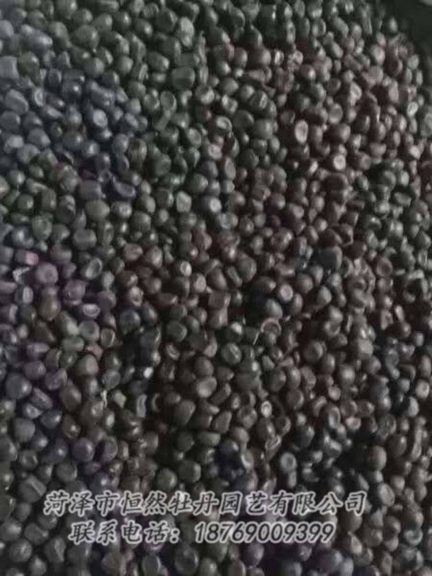 點(diǎn)擊查看詳細(xì)信息<br>標(biāo)題：油用牡丹 閱讀次數(shù)：1249