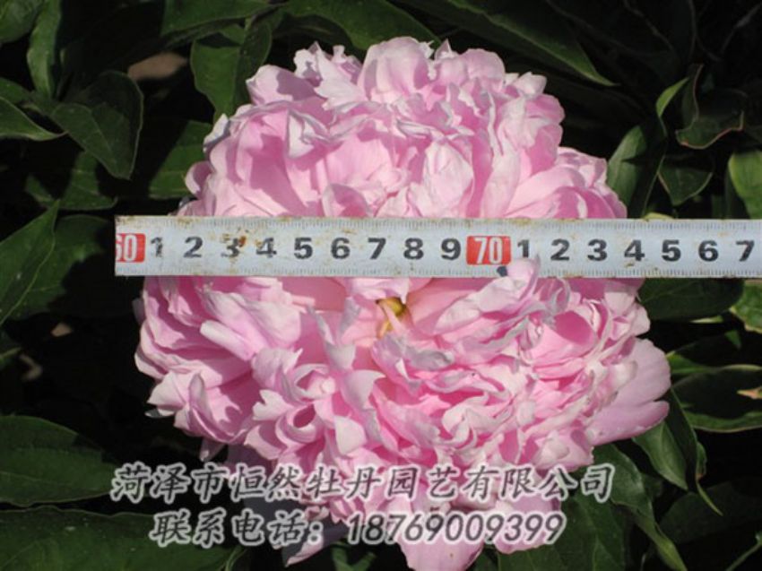 點(diǎn)擊查看詳細(xì)信息<br>標(biāo)題：桃面爭春 閱讀次數(shù)：1276