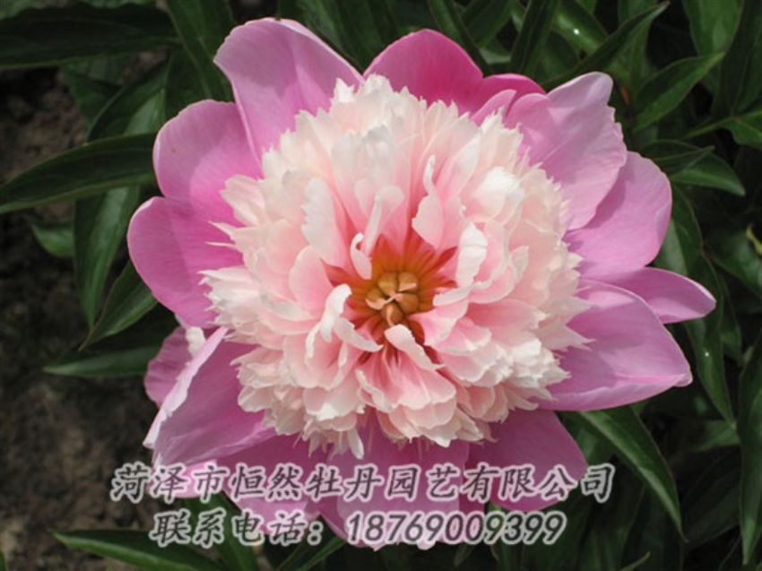 點(diǎn)擊查看詳細(xì)信息<br>標(biāo)題：蓮花臺(tái) 閱讀次數(shù)：2110