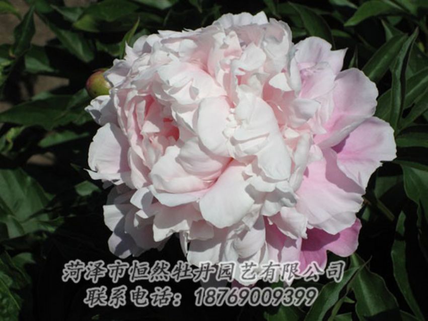 點(diǎn)擊查看詳細(xì)信息<br>標(biāo)題：粉玉樓 閱讀次數(shù)：1255