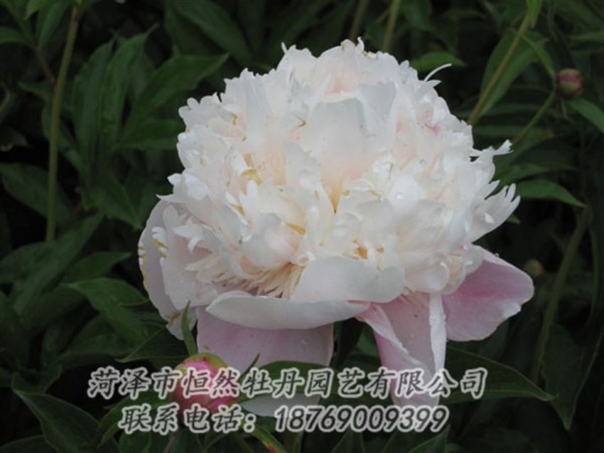 點(diǎn)擊查看詳細(xì)信息<br>標(biāo)題：粉池滴翠 閱讀次數(shù)：1296