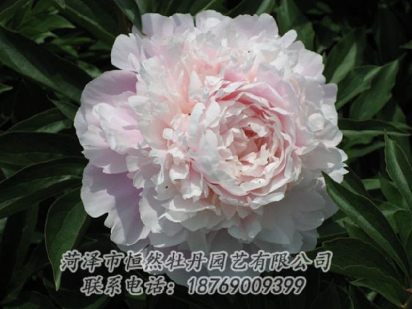 點(diǎn)擊查看詳細(xì)信息<br>標(biāo)題：遲粉 閱讀次數(shù)：1279