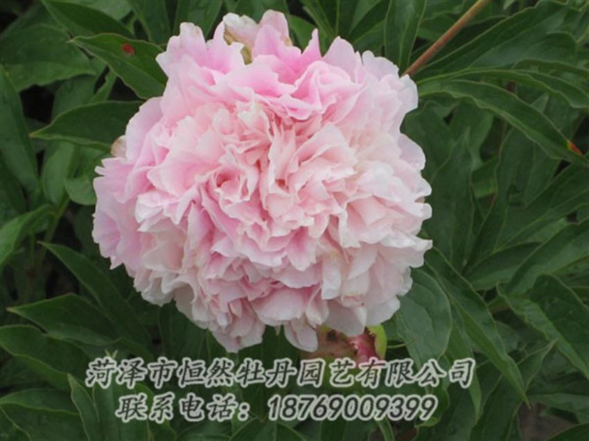 點(diǎn)擊查看詳細(xì)信息<br>標(biāo)題：粉面桃花 閱讀次數(shù)：1355