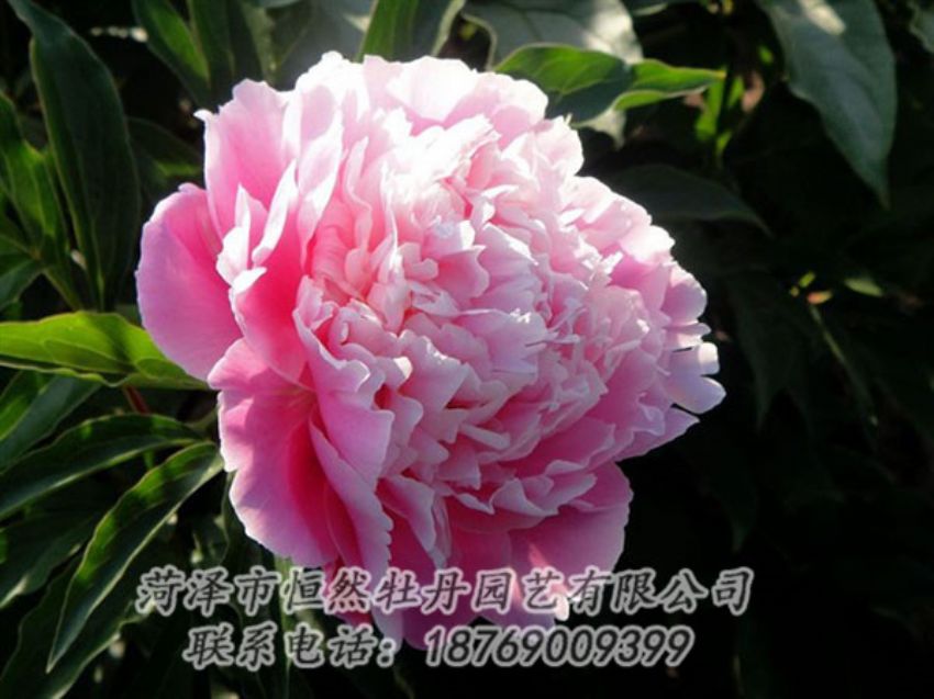 點(diǎn)擊查看詳細(xì)信息<br>標(biāo)題：粉色芍藥 閱讀次數(shù)：2127