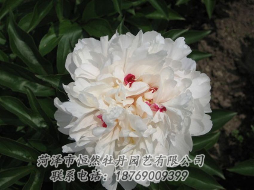 點(diǎn)擊查看詳細(xì)信息<br>標(biāo)題：雪原紅星 閱讀次數(shù)：1493