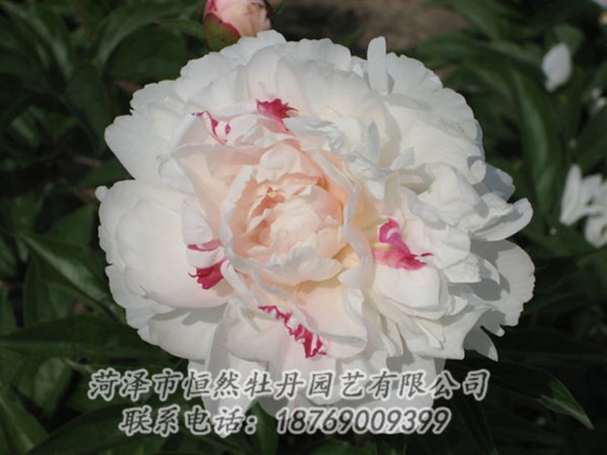 點(diǎn)擊查看詳細(xì)信息<br>標(biāo)題：五花龍玉 閱讀次數(shù)：1255