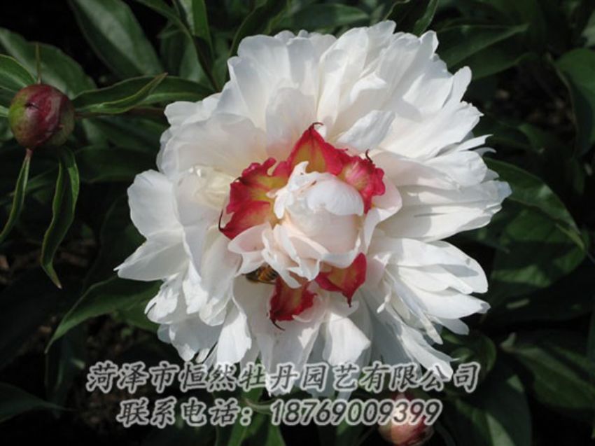 點(diǎn)擊查看詳細(xì)信息<br>標(biāo)題：無(wú)花龍玉 閱讀次數(shù)：2119