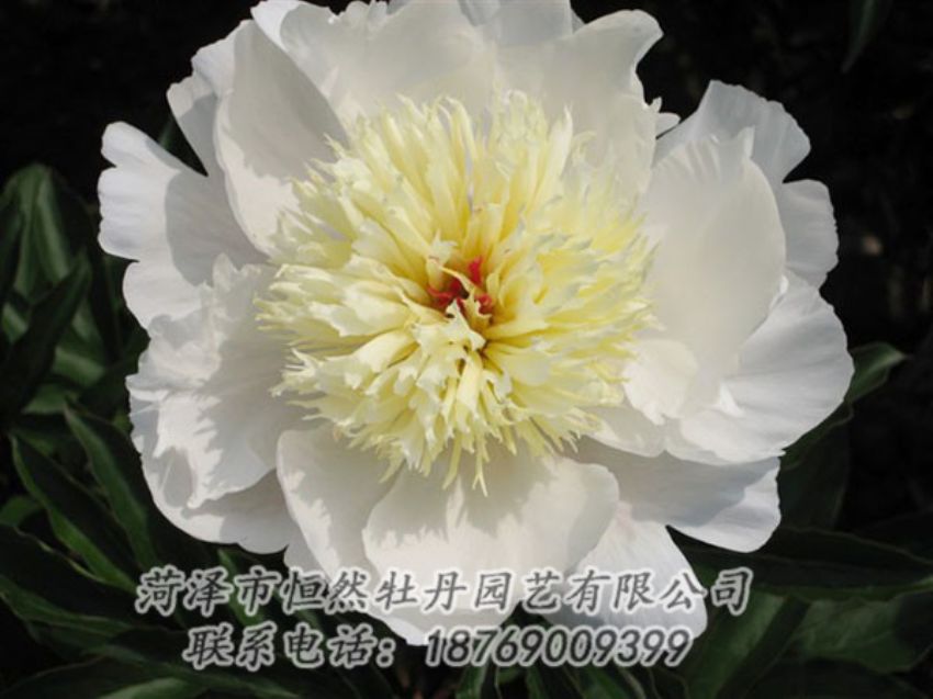 點(diǎn)擊查看詳細(xì)信息<br>標(biāo)題：金簪刺玉 閱讀次數(shù)：1293