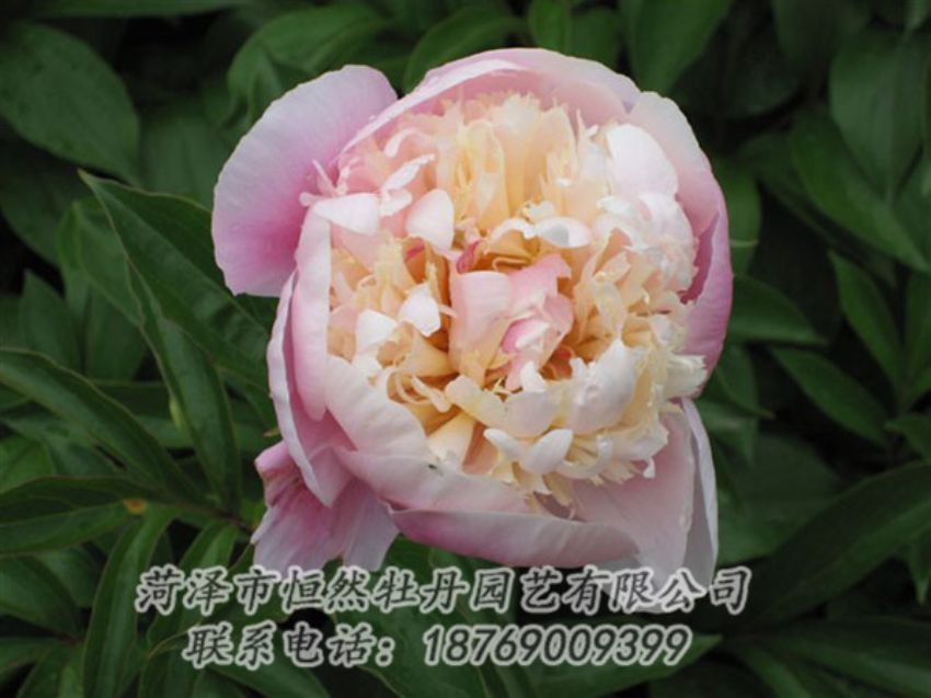 點(diǎn)擊查看詳細(xì)信息<br>標(biāo)題：湖光山色 閱讀次數(shù)：1283
