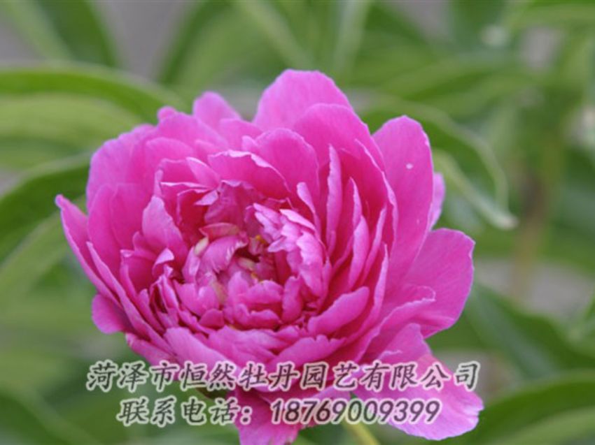 點(diǎn)擊查看詳細(xì)信息<br>標(biāo)題：紅茶花 閱讀次數(shù)：1062
