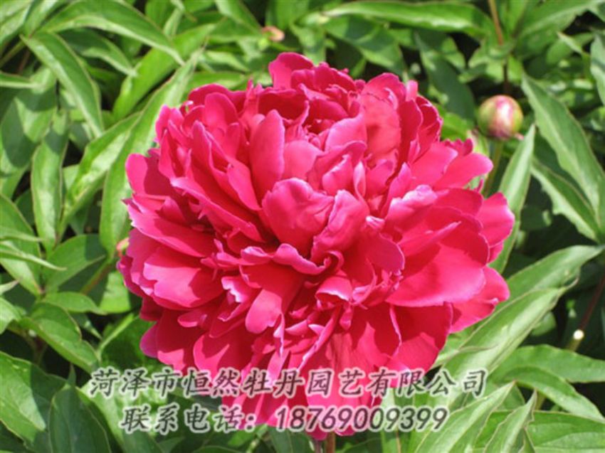 點(diǎn)擊查看詳細(xì)信息<br>標(biāo)題：國紅 閱讀次數(shù)：1047