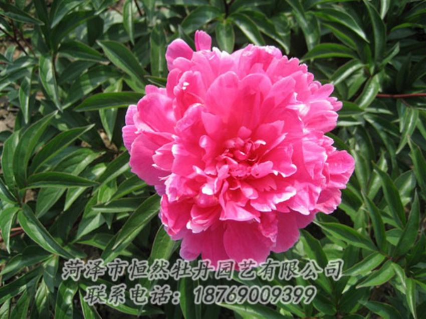 點擊查看詳細信息<br>標題：富貴紅 閱讀次數(shù)：1029
