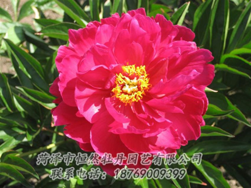 點擊查看詳細信息<br>標題：大紅赤金 閱讀次數(shù)：1111