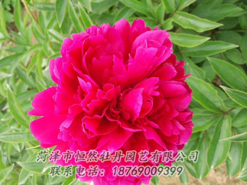 點擊查看詳細信息<br>標題：紅色芍藥 閱讀次數(shù)：1055