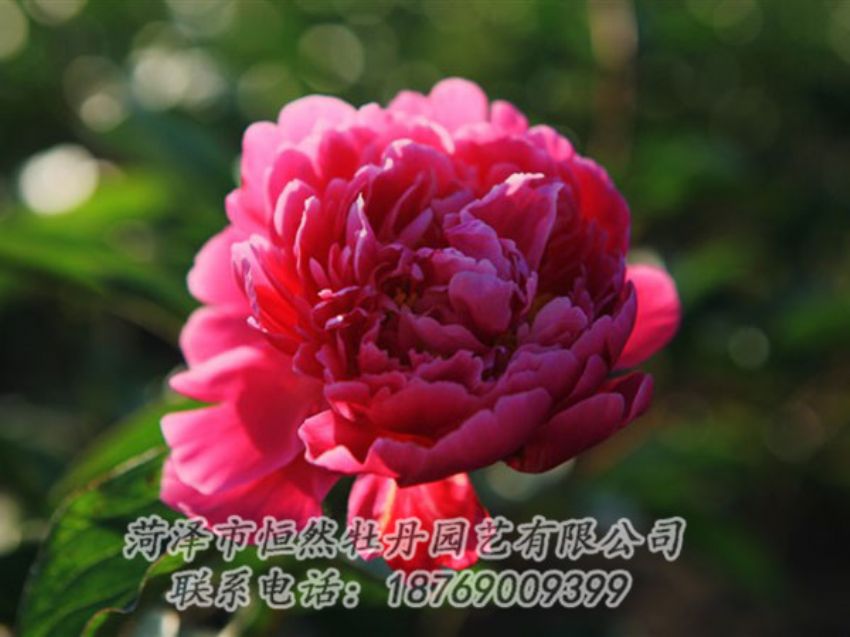 點擊查看詳細信息<br>標題：大紅赤金 閱讀次數(shù)：1087