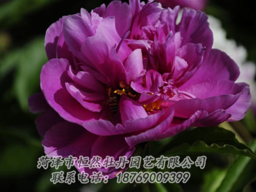 點(diǎn)擊查看詳細(xì)信息<br>標(biāo)題：紫凌 閱讀次數(shù)：1201