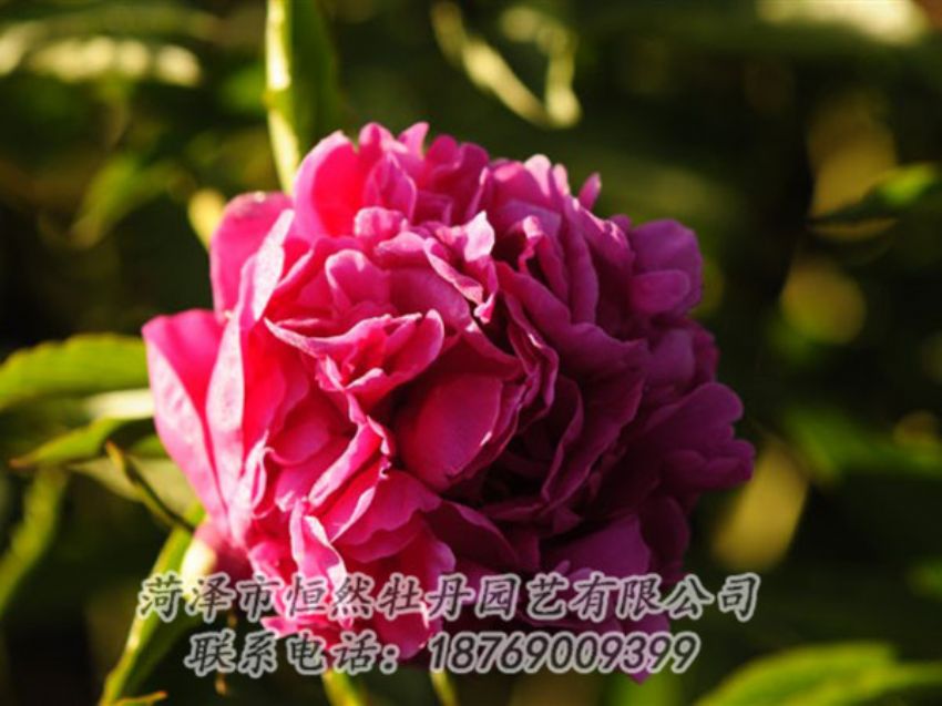 點(diǎn)擊查看詳細(xì)信息<br>標(biāo)題：紫鳳朝陽(yáng) 閱讀次數(shù)：1277