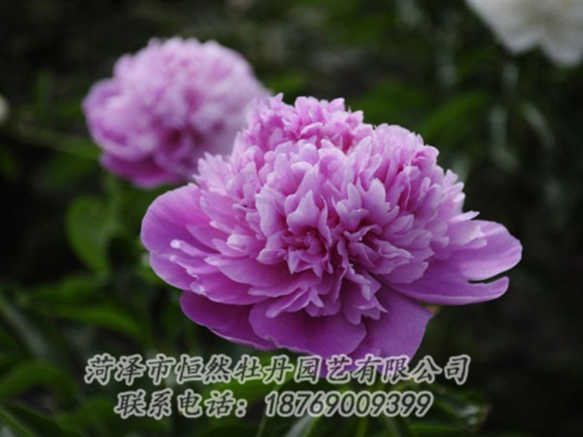 點(diǎn)擊查看詳細(xì)信息<br>標(biāo)題：紫色芍藥 閱讀次數(shù)：2130