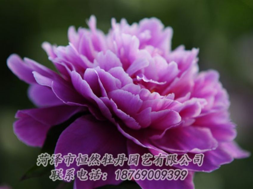 點(diǎn)擊查看詳細(xì)信息<br>標(biāo)題：紫色芍藥 閱讀次數(shù)：2139