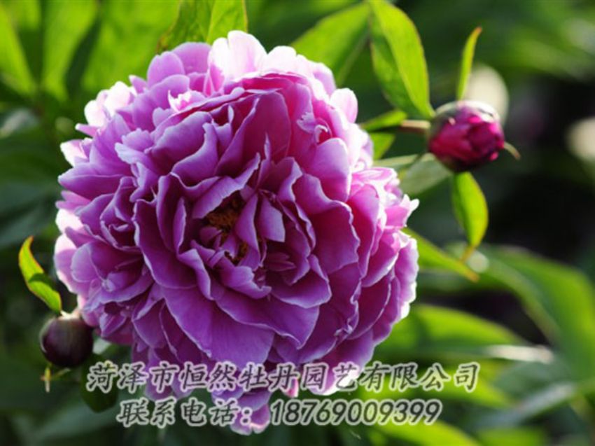 點(diǎn)擊查看詳細(xì)信息<br>標(biāo)題：紫色芍藥 閱讀次數(shù)：1303