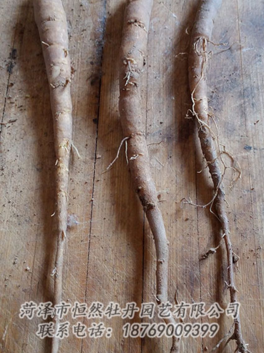 點擊查看詳細信息<br>標(biāo)題：一年芍藥苗 閱讀次數(shù)：1136