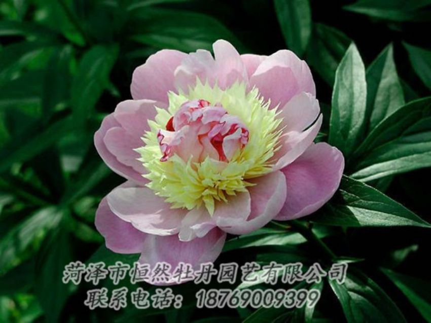 點(diǎn)擊查看詳細(xì)信息<br>標(biāo)題：復(fù)色芍藥 閱讀次數(shù)：1231