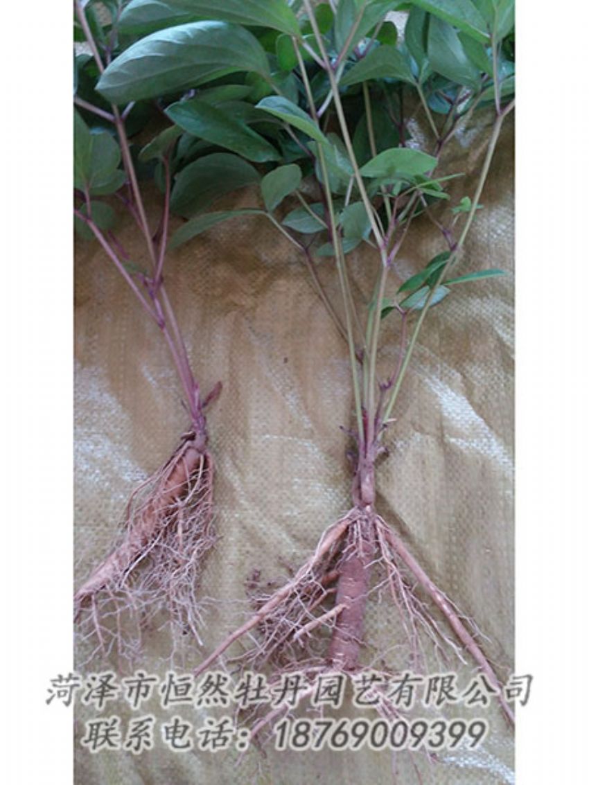 點擊查看詳細信息<br>標(biāo)題：二年芍藥苗 閱讀次數(shù)：1124