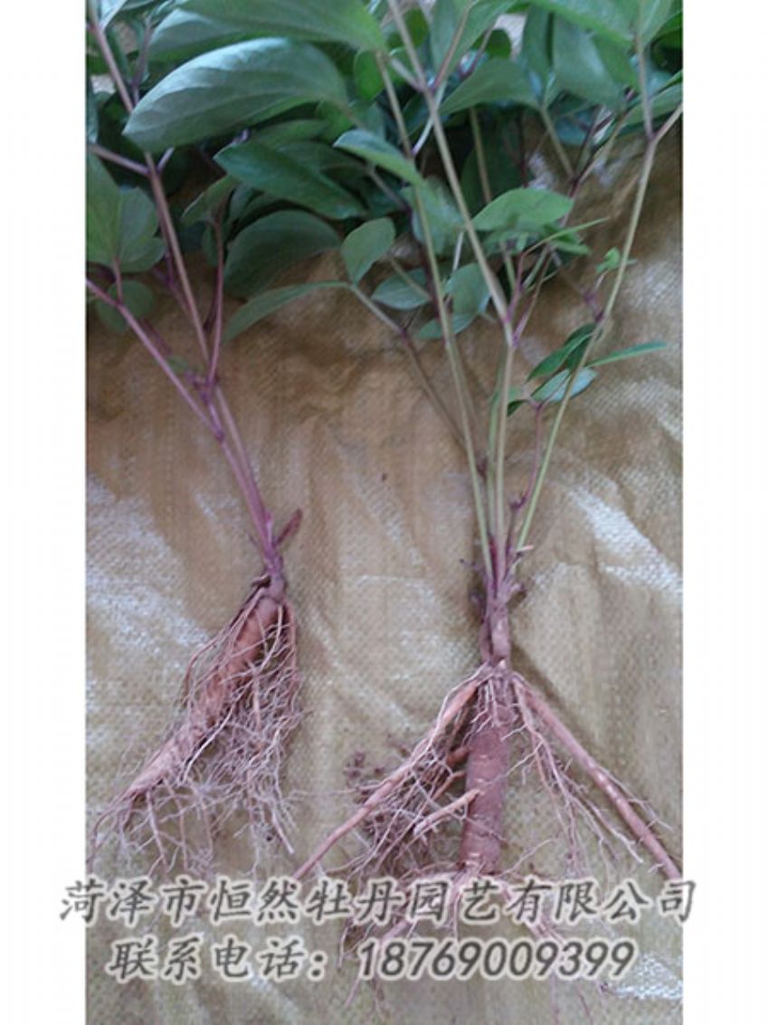 點擊查看詳細信息<br>標(biāo)題：二年芍藥苗 閱讀次數(shù)：1245
