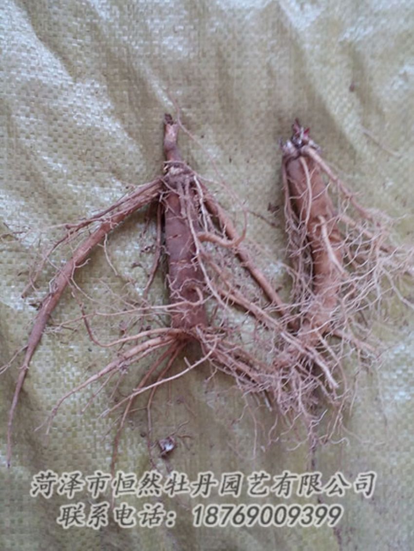 點擊查看詳細信息<br>標(biāo)題：二年芍藥苗 閱讀次數(shù)：1182