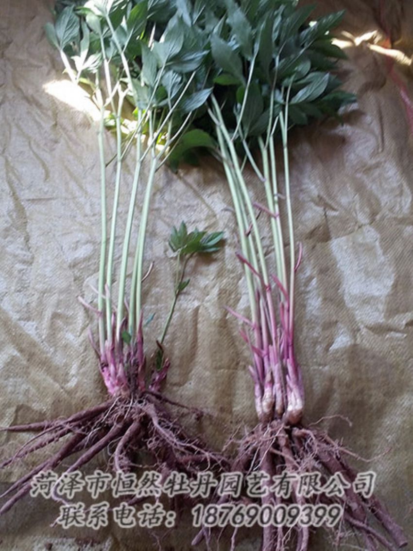 點擊查看詳細信息<br>標(biāo)題：二年芍藥苗 閱讀次數(shù)：1231
