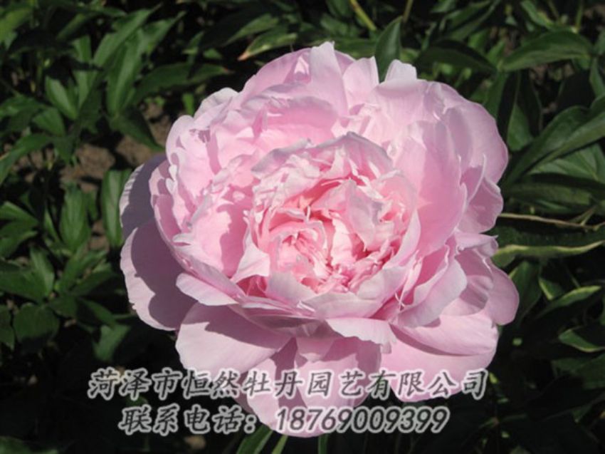 點(diǎn)擊查看詳細(xì)信息<br>標(biāo)題：藍(lán)田碧玉 閱讀次數(shù)：2345