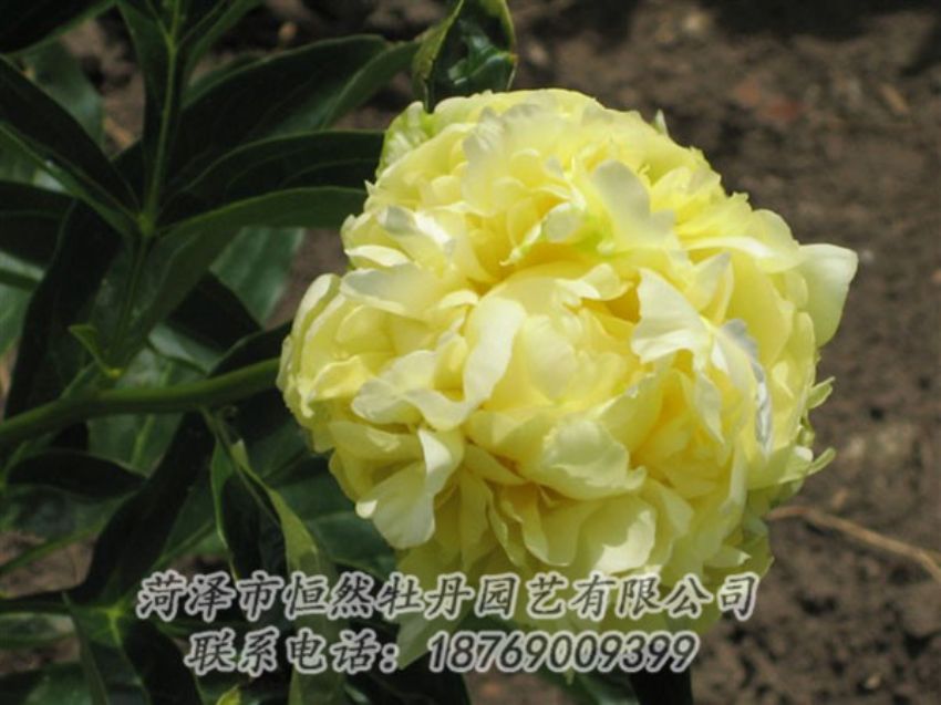 點(diǎn)擊查看詳細(xì)信息<br>標(biāo)題：黃色芍藥 閱讀次數(shù)：2044