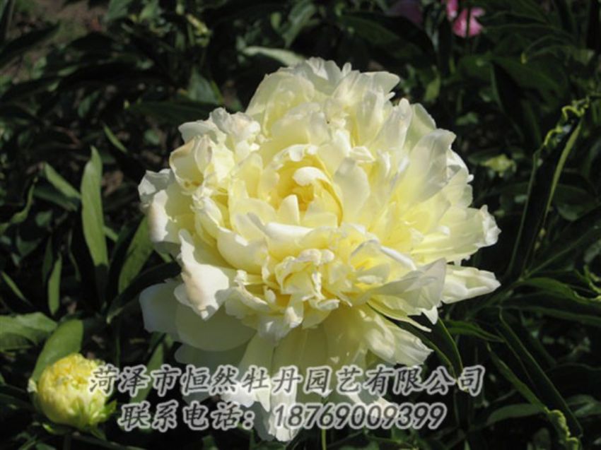 點(diǎn)擊查看詳細(xì)信息<br>標(biāo)題：黃金輪 閱讀次數(shù)：1231