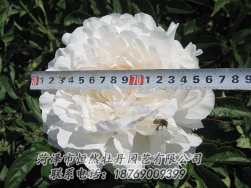 點擊查看詳細信息<br>標題：楊妃出浴 閱讀次數(shù)：1294