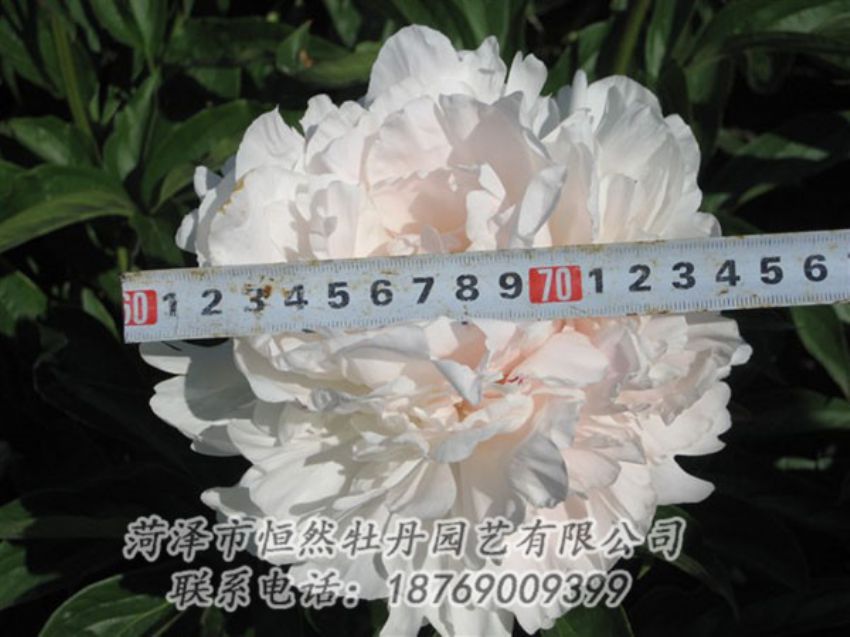 點擊查看詳細信息<br>標題：雪峰 閱讀次數(shù)：1162